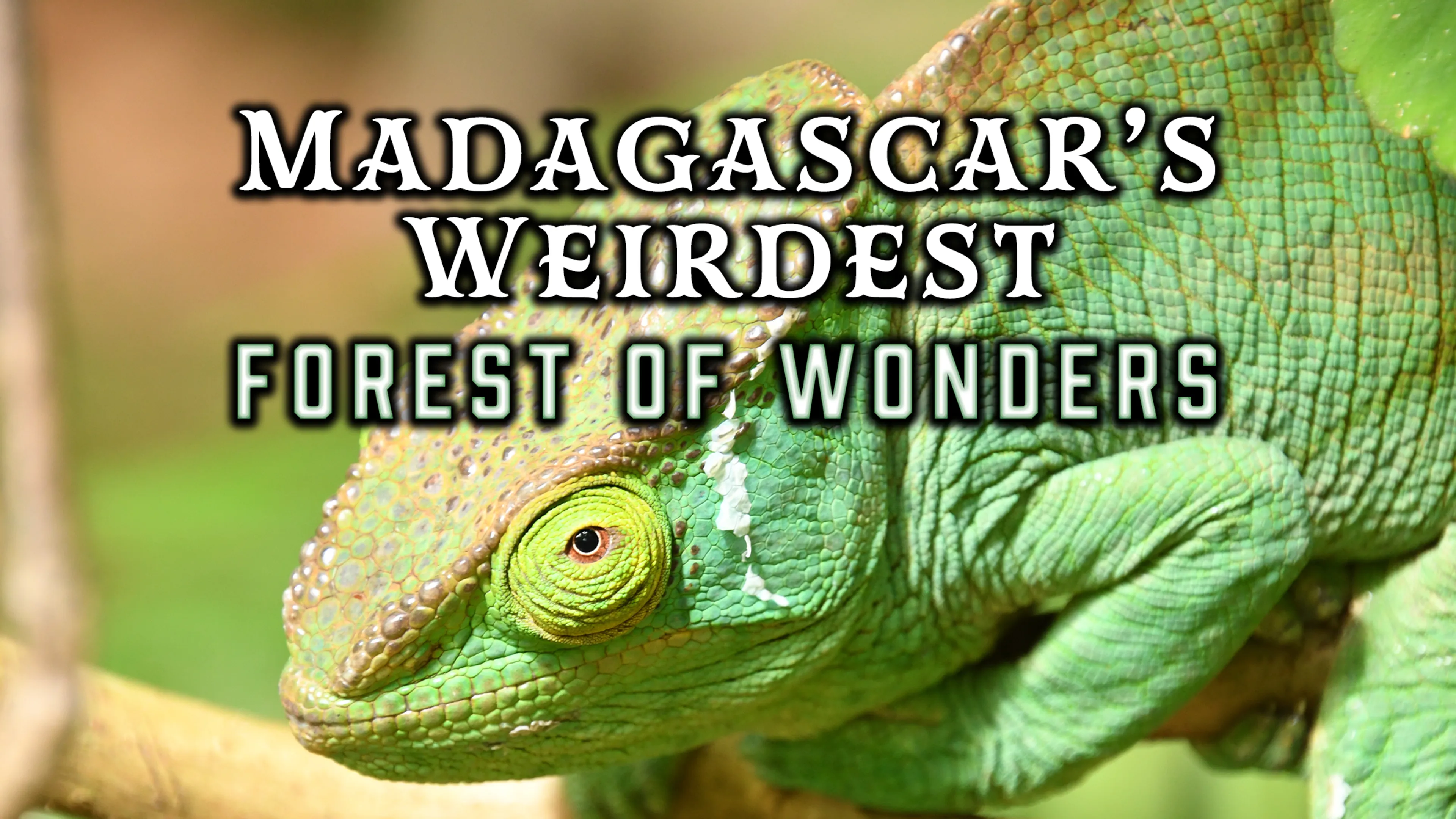 Madagascar's Weirdest: Forests of Wonders poster